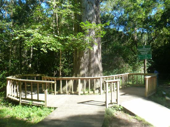 Dalene Matthee Memorial